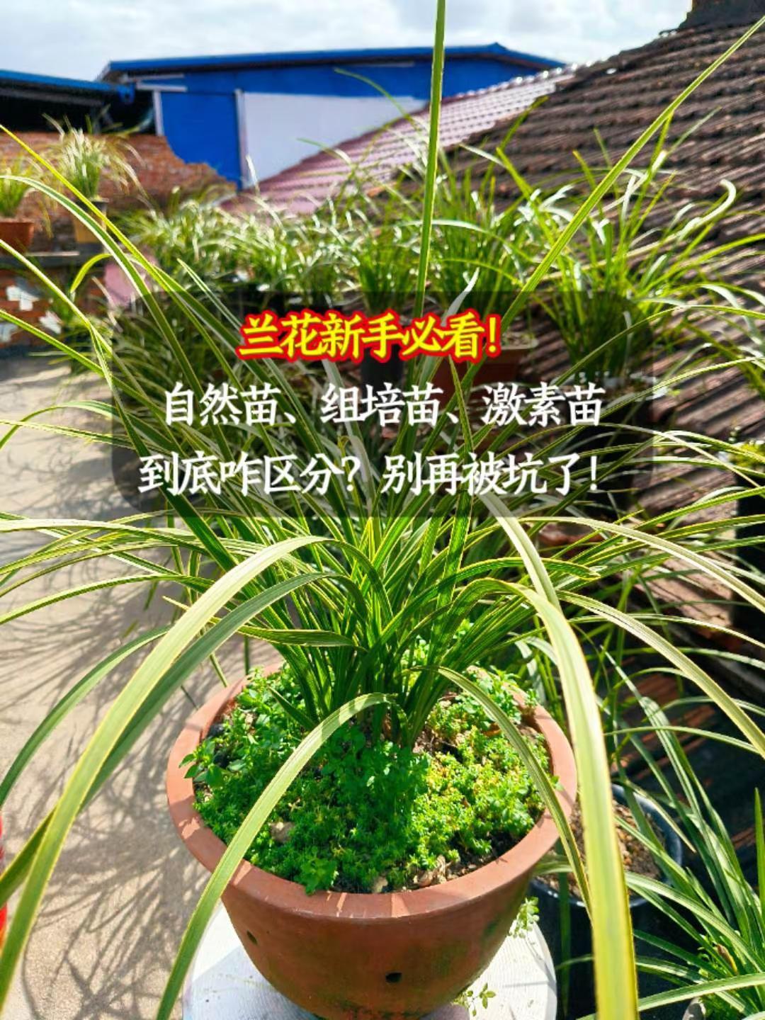 兰花新手必看自然苗组培苗激素苗到底咋区分。别再被坑了。养兰的花友们，是不是总被“