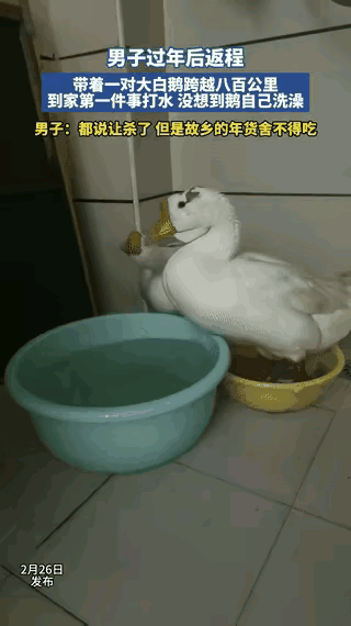 “科学都解释不清了！”河南，一男子过年后返程，带着一对大白鹅开车开了800多公里