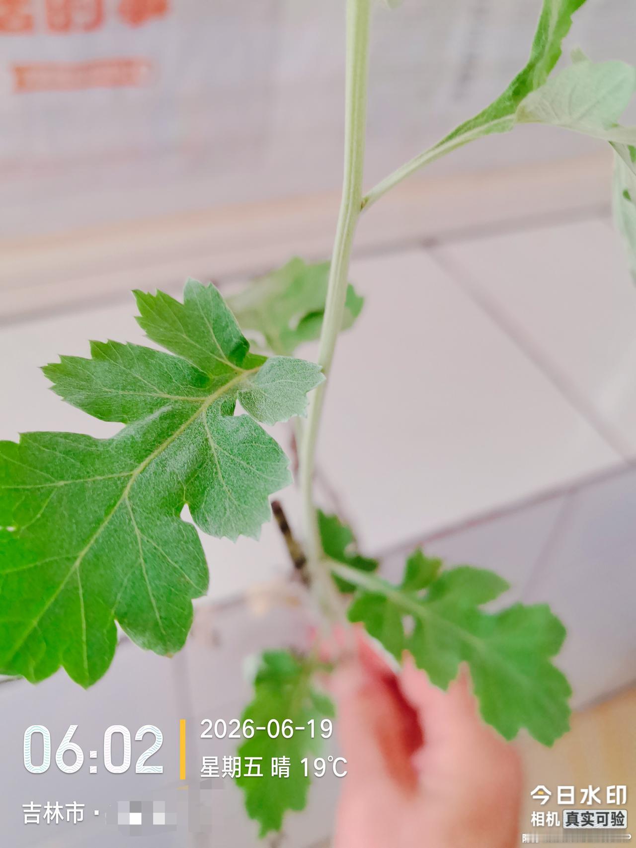 坐标吉林市， 2026年6月19日早晨05:45分，两个退休老头发现吉林市端午节