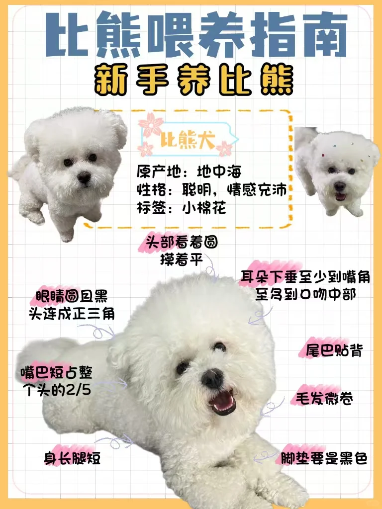 新手养狗|狗粮真不能乱喂