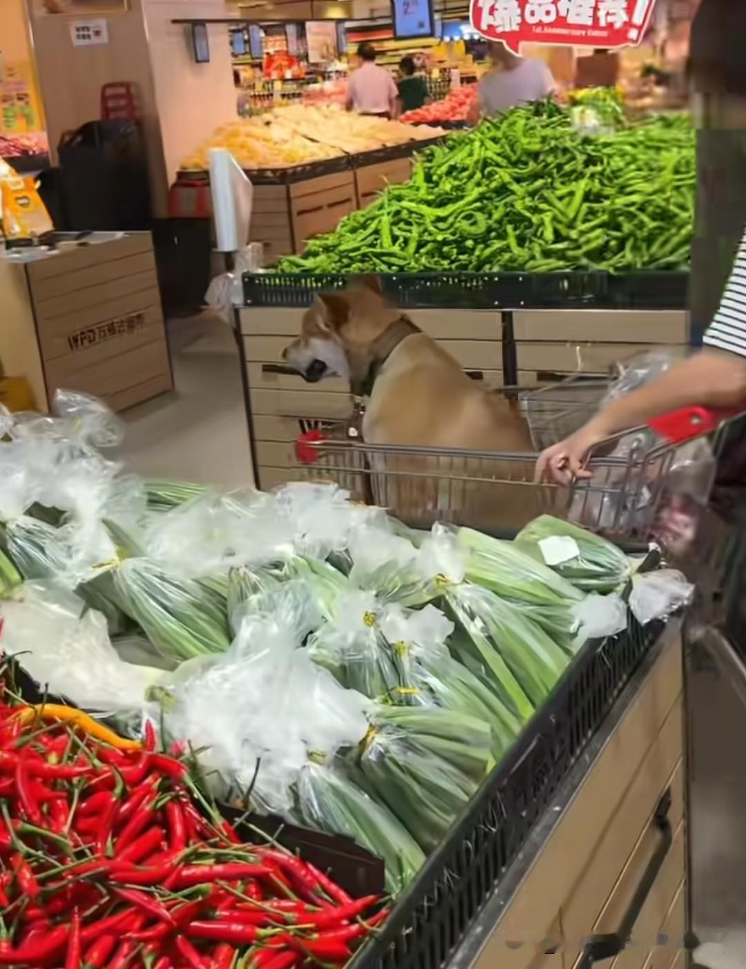 这是湖南网友在长沙岳麓区万福达超市（时代广场店）拍到的一幕，那么大的一条狗，那么