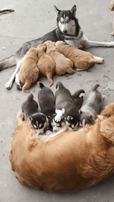 饭是别人家的香，没毛病