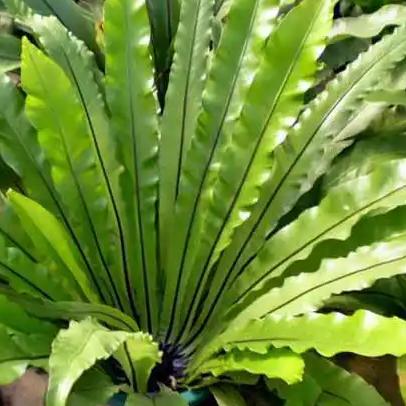 网友在吃到的“巢蕨”实际上可能是巢蕨（Cyathea spp.），一种常见的蕨类