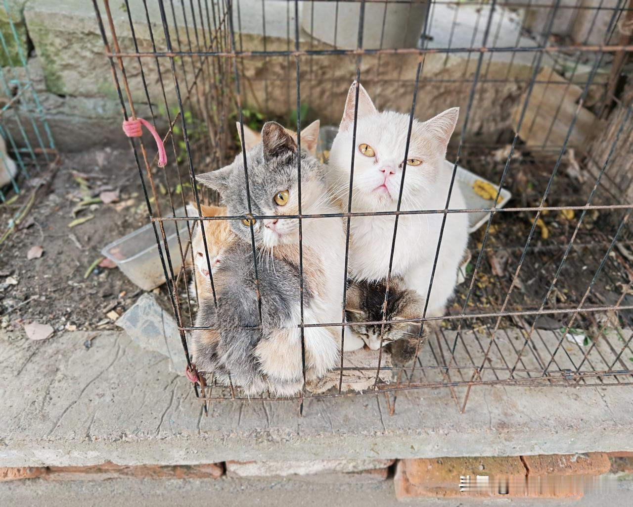 笼子里有几只猫？一起来数数。
今天漫步在石湾古镇，走进一个弄堂，发现了这样一幕。