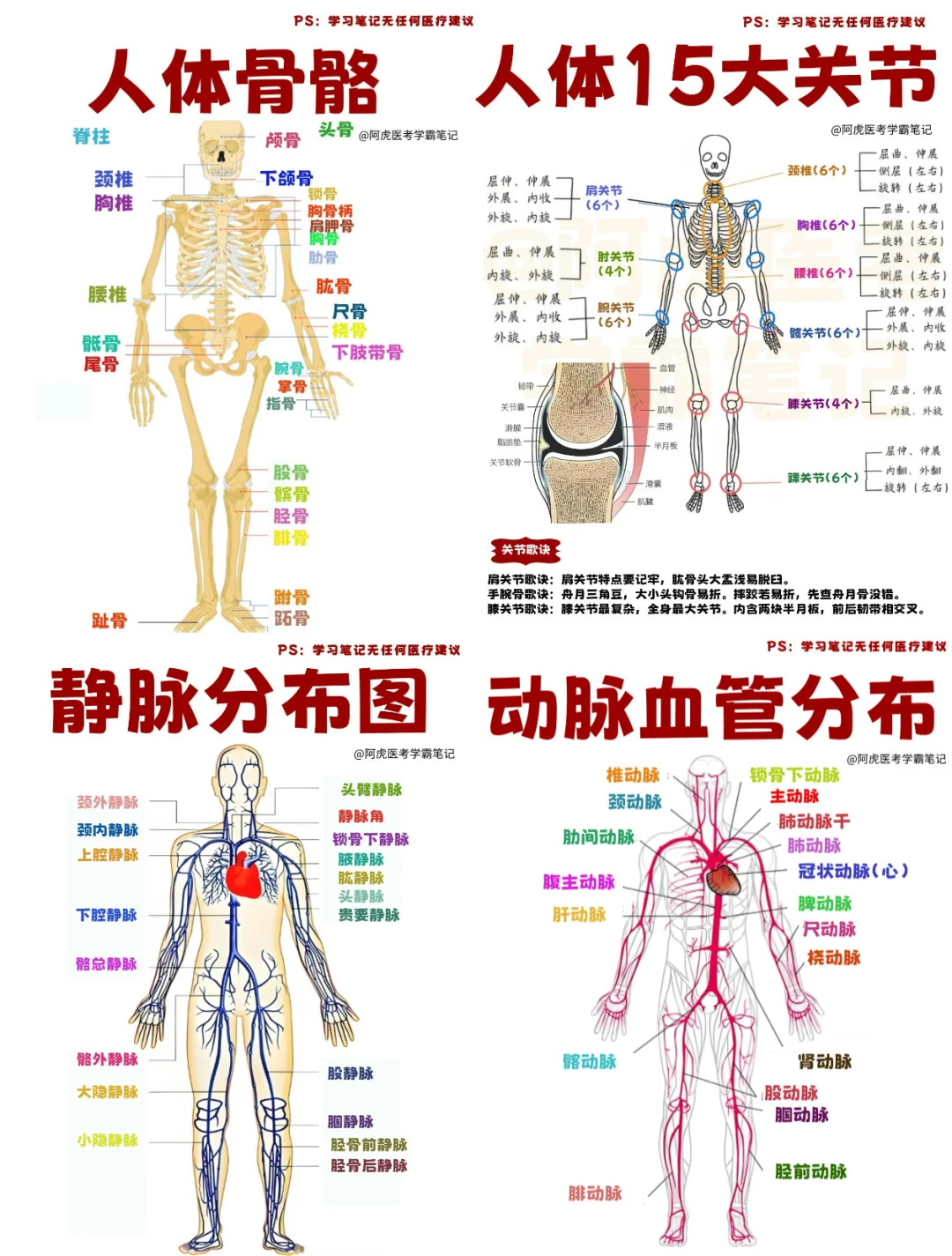 医学生笔记📒｜人体骨骼/关节/动静脉👆