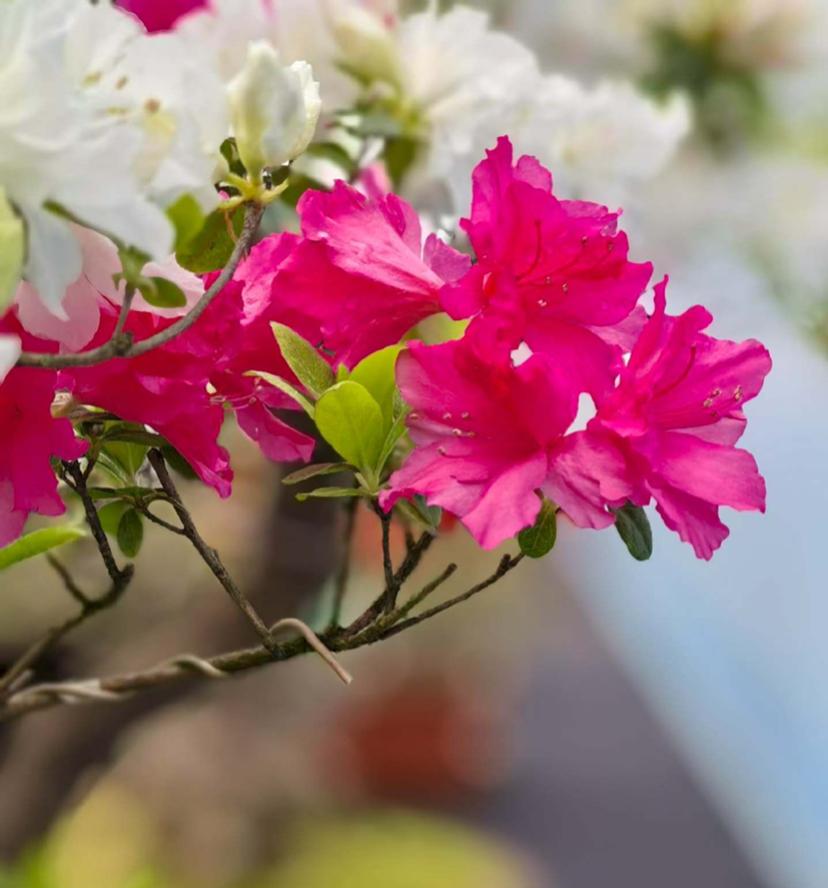 一位生命能量研究者说得特别实在：
肾精根本不是普通水分，本质就是气血。男人欲望这