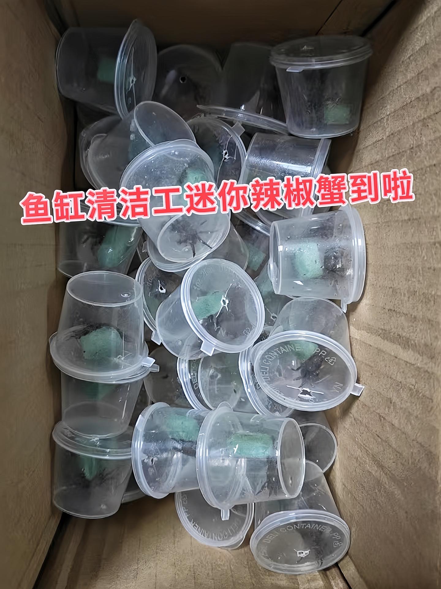 天然清洁大师：鱼缸里残饵、藻类总是清理不净？迷你辣椒蟹就是你的救星！这...