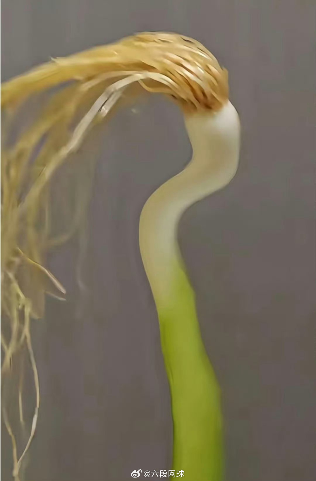 哈兰德惊叹大葱长得好像我哈兰德买买买挪威球星哈兰德回应世界杯期间的“大葱撞脸”表