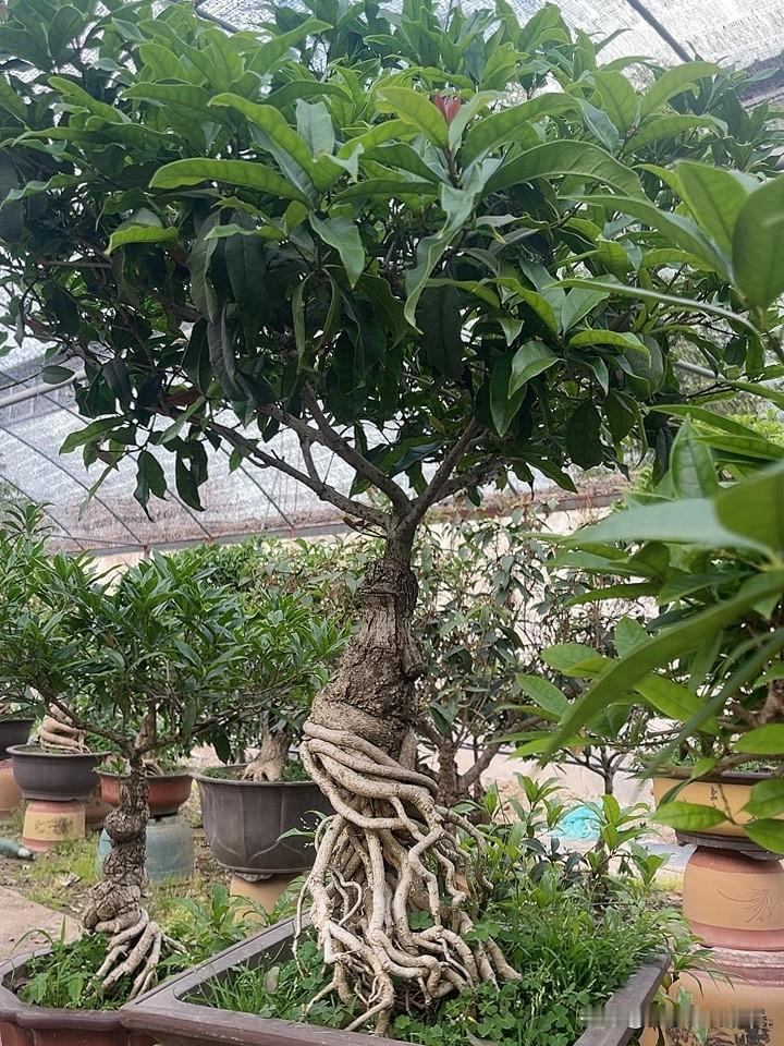 还有,桂花树上的蚜虫怎么治理啊?蚜虫用药喷杀，每年春天桂花发嫩芽的时候就会有蚜虫