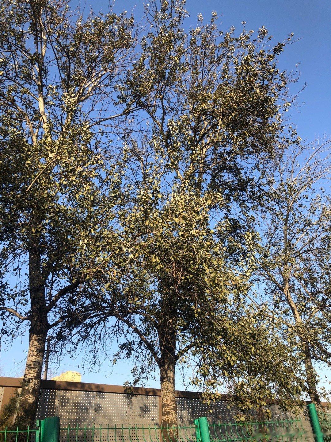 从能量传递角度看，树可以看做一种地球储能装置吧。从五行角度看：落叶归根，可以看作