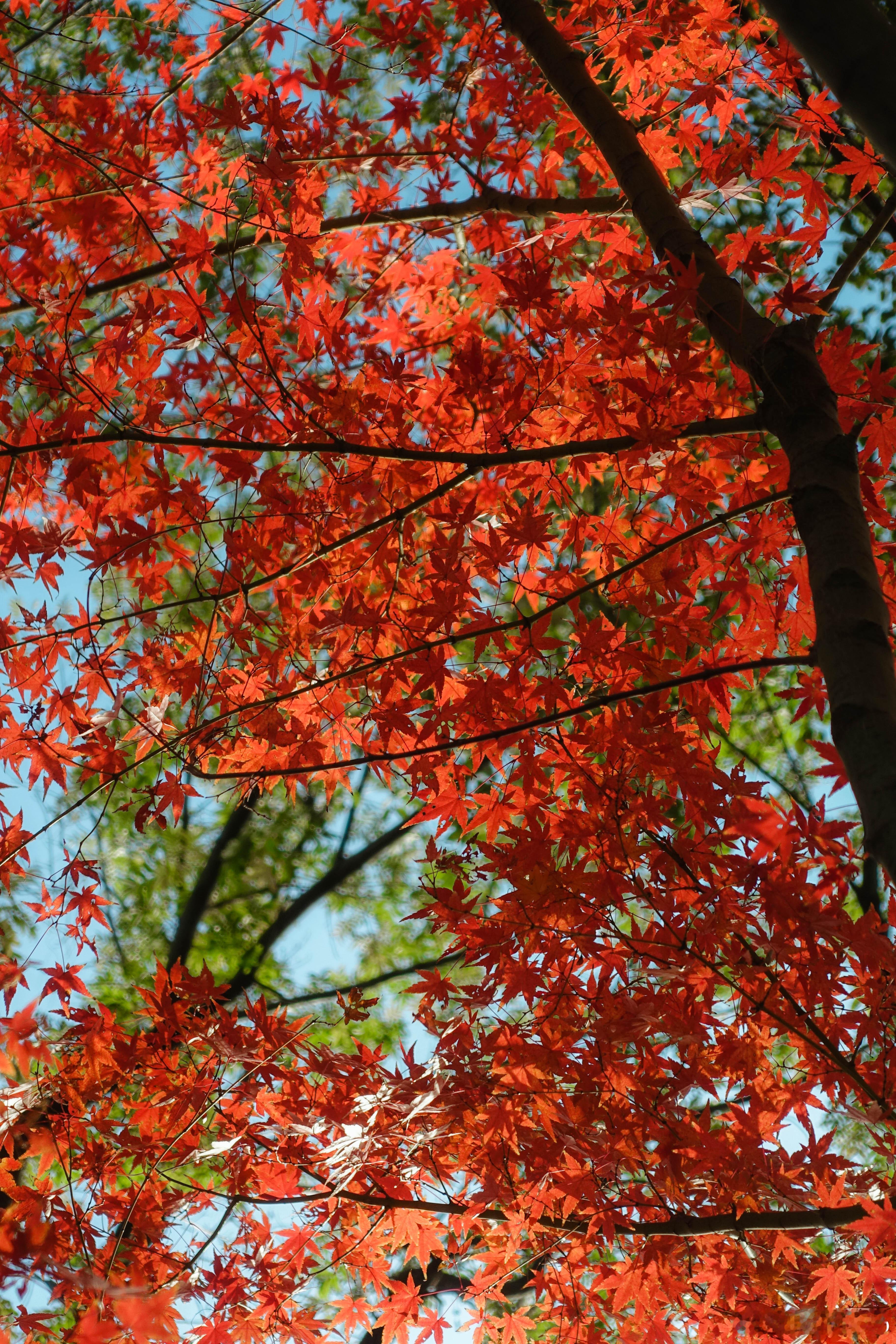 半南不南的地方有最好看的秋景 随便一个公园都很漂亮 
