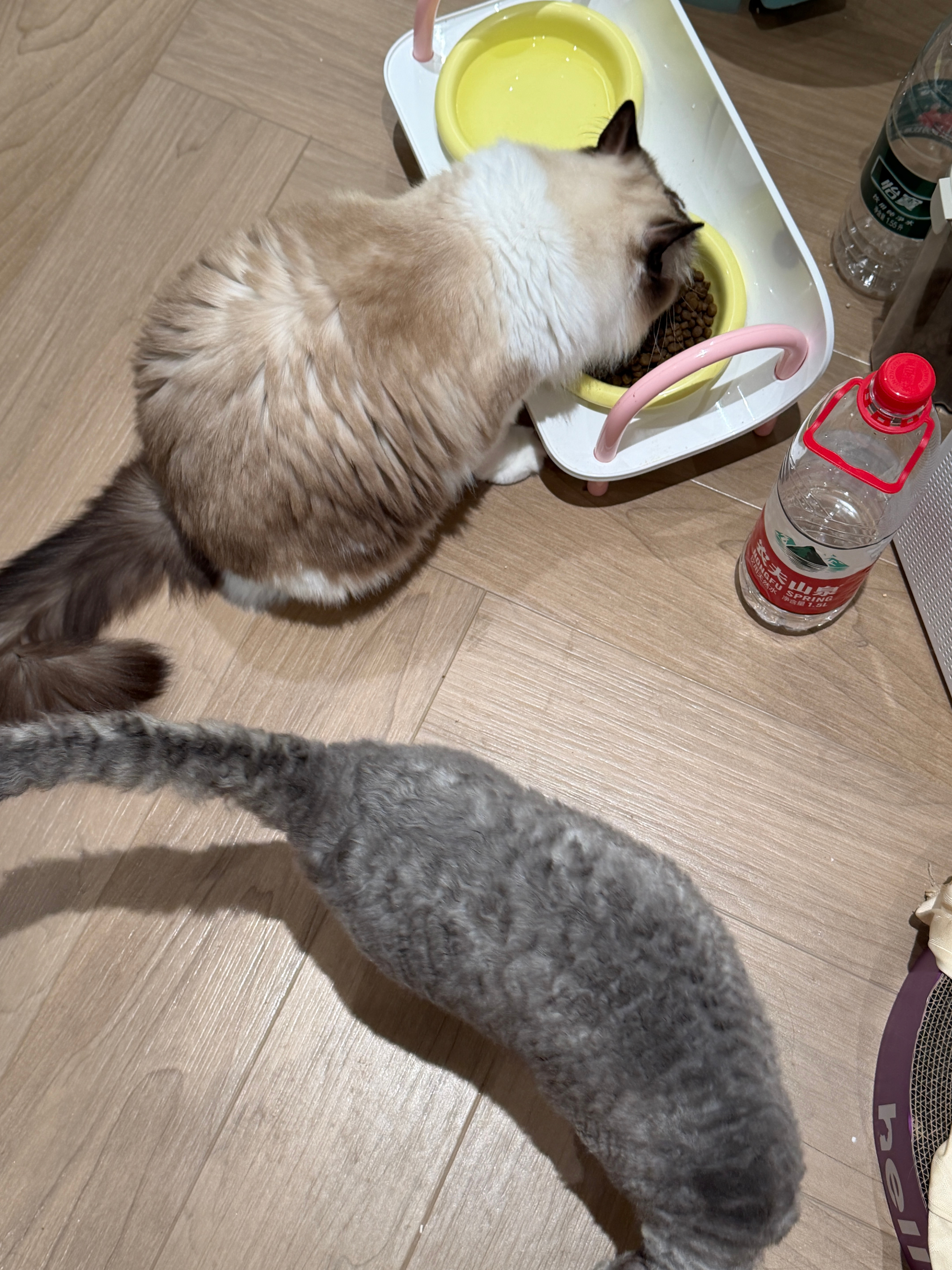 可怜的小猫[单身狗]猫毛过敏后只能一天回一次家给它们喂饭[泪]一回家咕噜就想蹭我