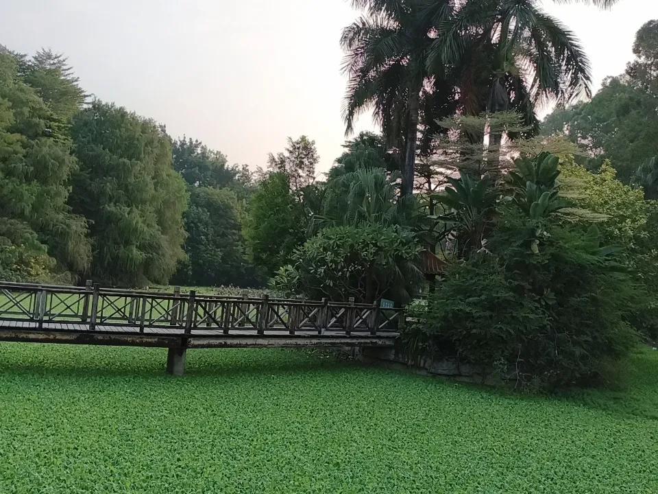 满眼都是绿色，绿色的池塘，绿色的树木，没有一丝秋意，一切都是夏天的模样