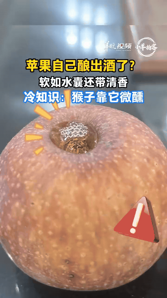 苹果放久了居然自己发酵成酒啦，果肉软乎乎汁水饱满，还带着淡淡果香。

冷知识：野