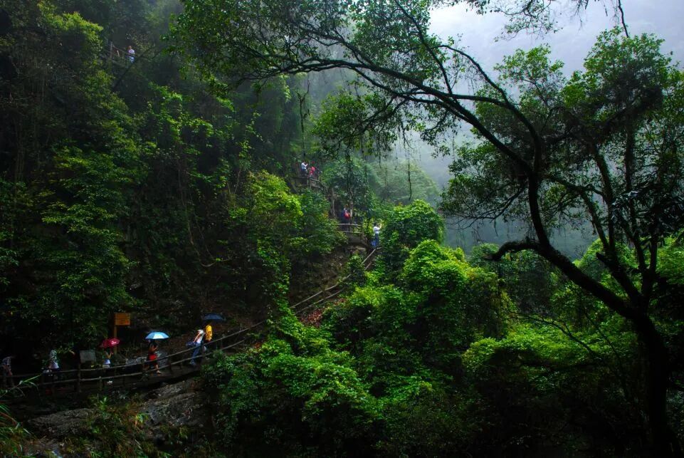 肇庆自然生态鼎湖山风景区 鼎湖山，你还有多少秘密是我不知道的？今年是鼎湖山国家级