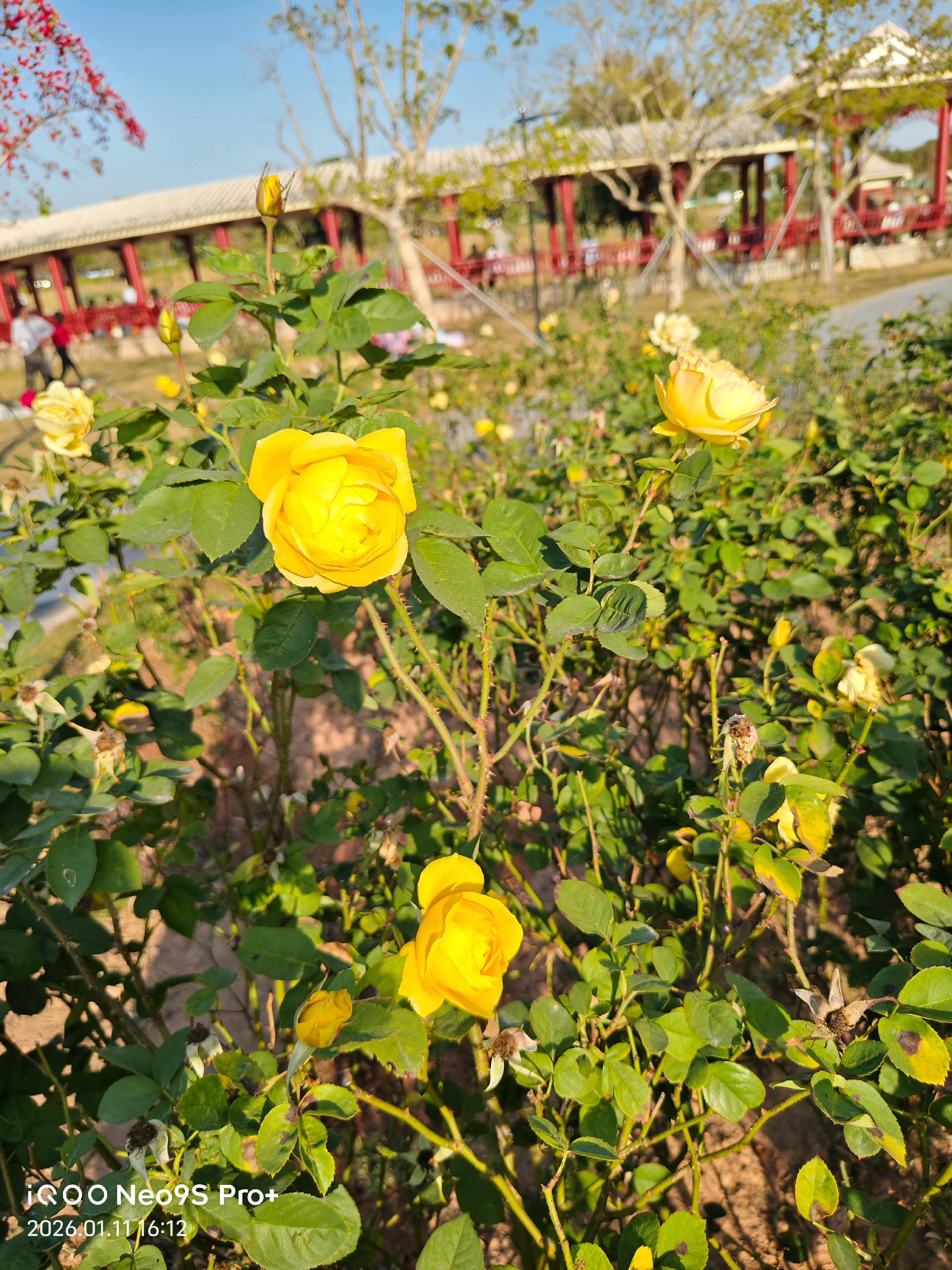 创作灵感 月季 一花一草一世界随手一拍都是美景