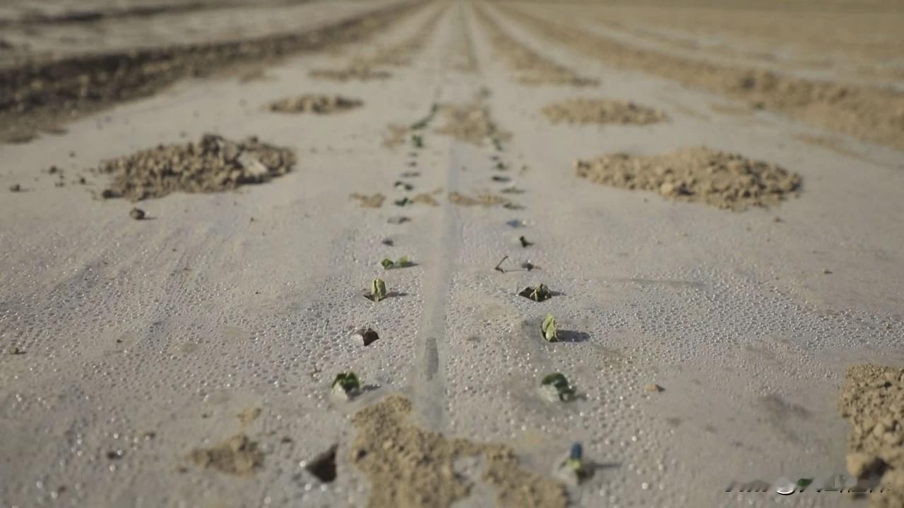春日生活打卡季 沙漠中的生命奇迹：顽强生长的绿植。棉花大量出苗！该中耕，打药了，