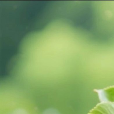 0000黑布林种植方法1. 选址定植：选择向阳、土层深厚、排水通畅的沙壤土，避开