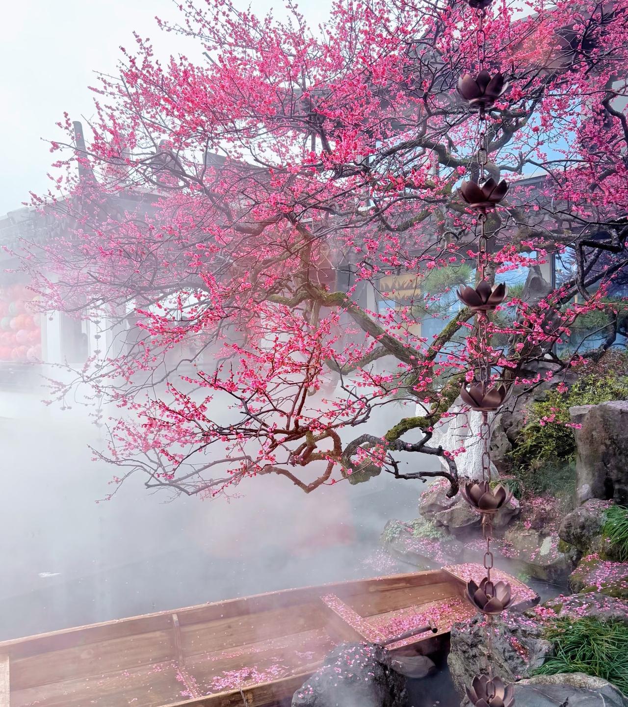 雨落梅香，
这便是真正的烟雨江南！
“雾里寻梅，暗香浮动
雨落疏枝，不负春来”