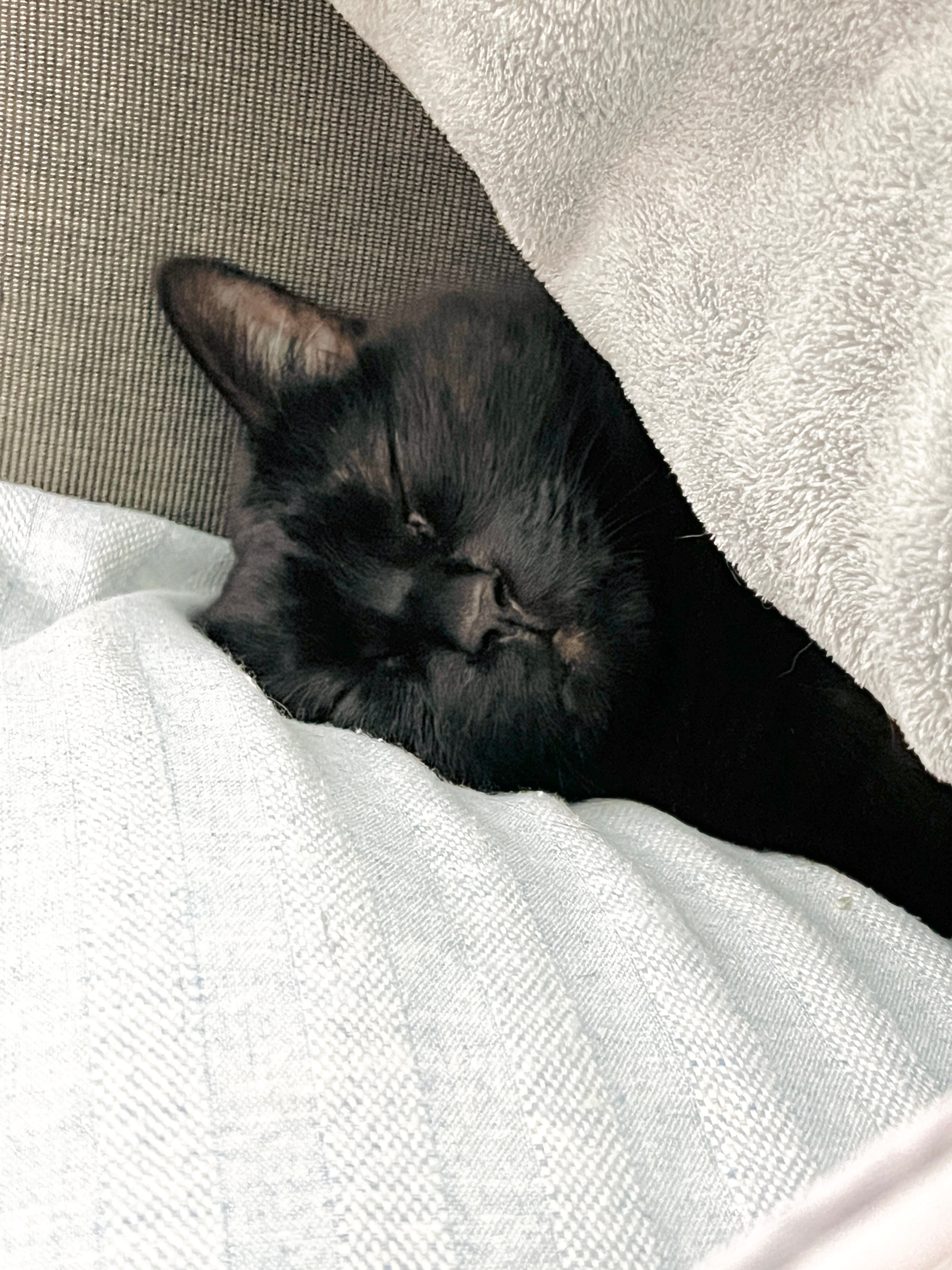 睡相佛系的阿蝦😍 