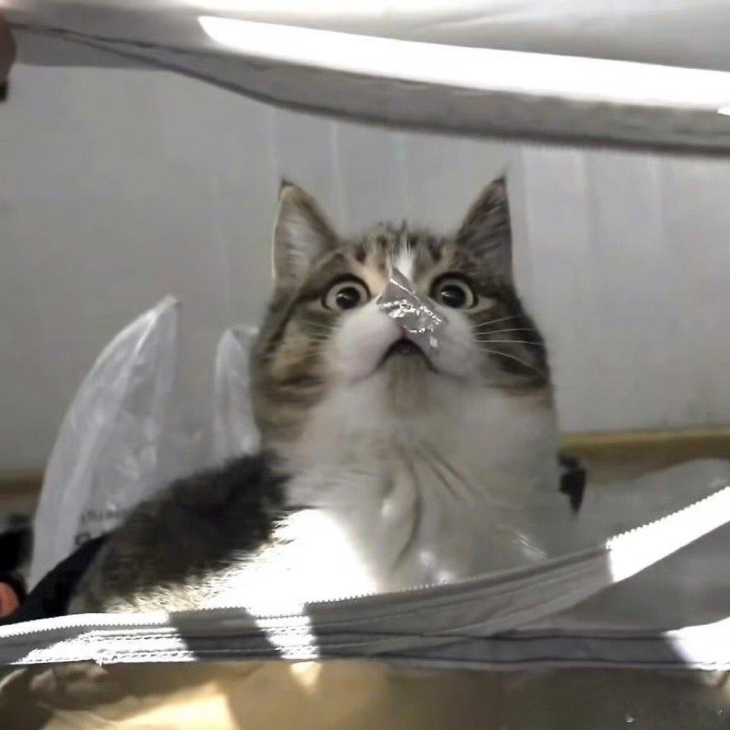 猫做错0件事 ​​​