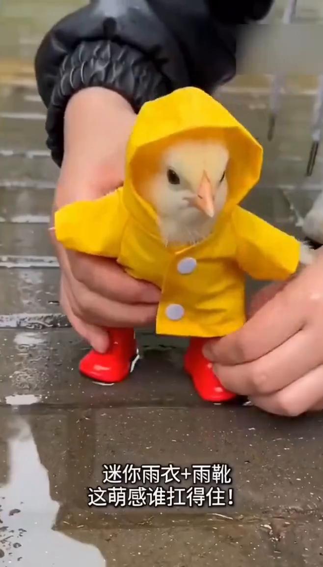 给小鸡的雨天"战炮"，安排！迷你雨衣+雨靴，这萌感谁扛得住！彩虹鸡队，雨天C位出