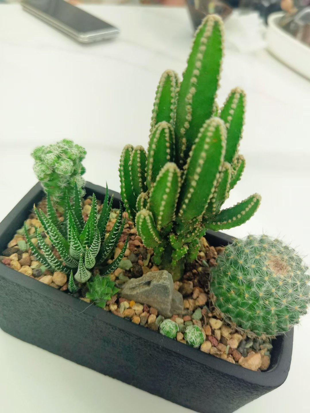 揣着期待开启新一天，愿今日有惊喜，早安🌼 