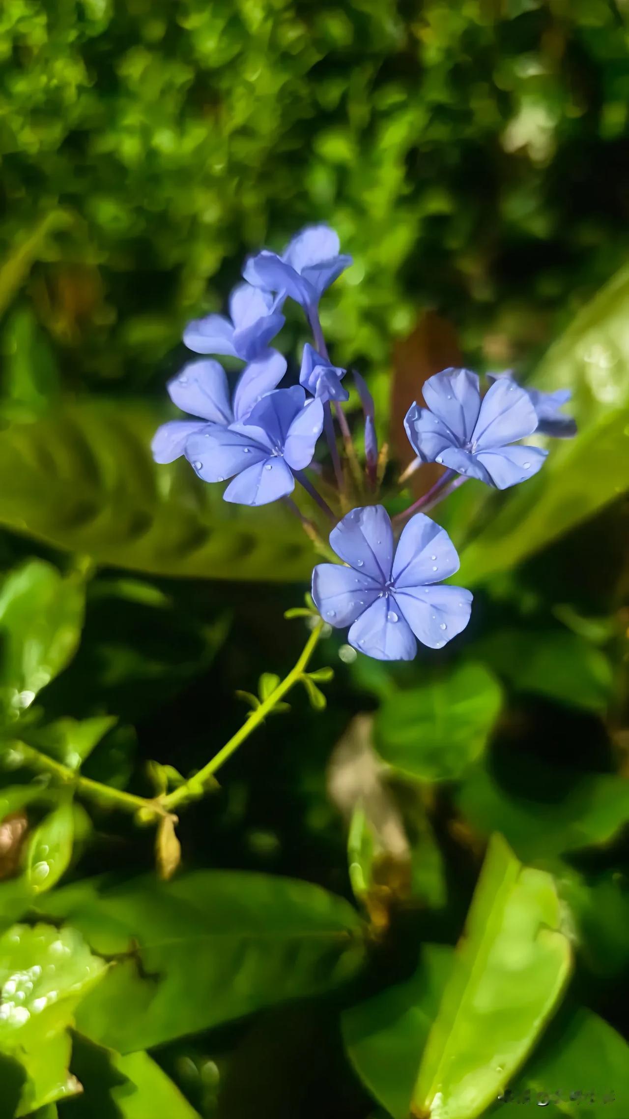 花花世界 #你手机里的花草# #分享手机里的花# #随手拍的花草#