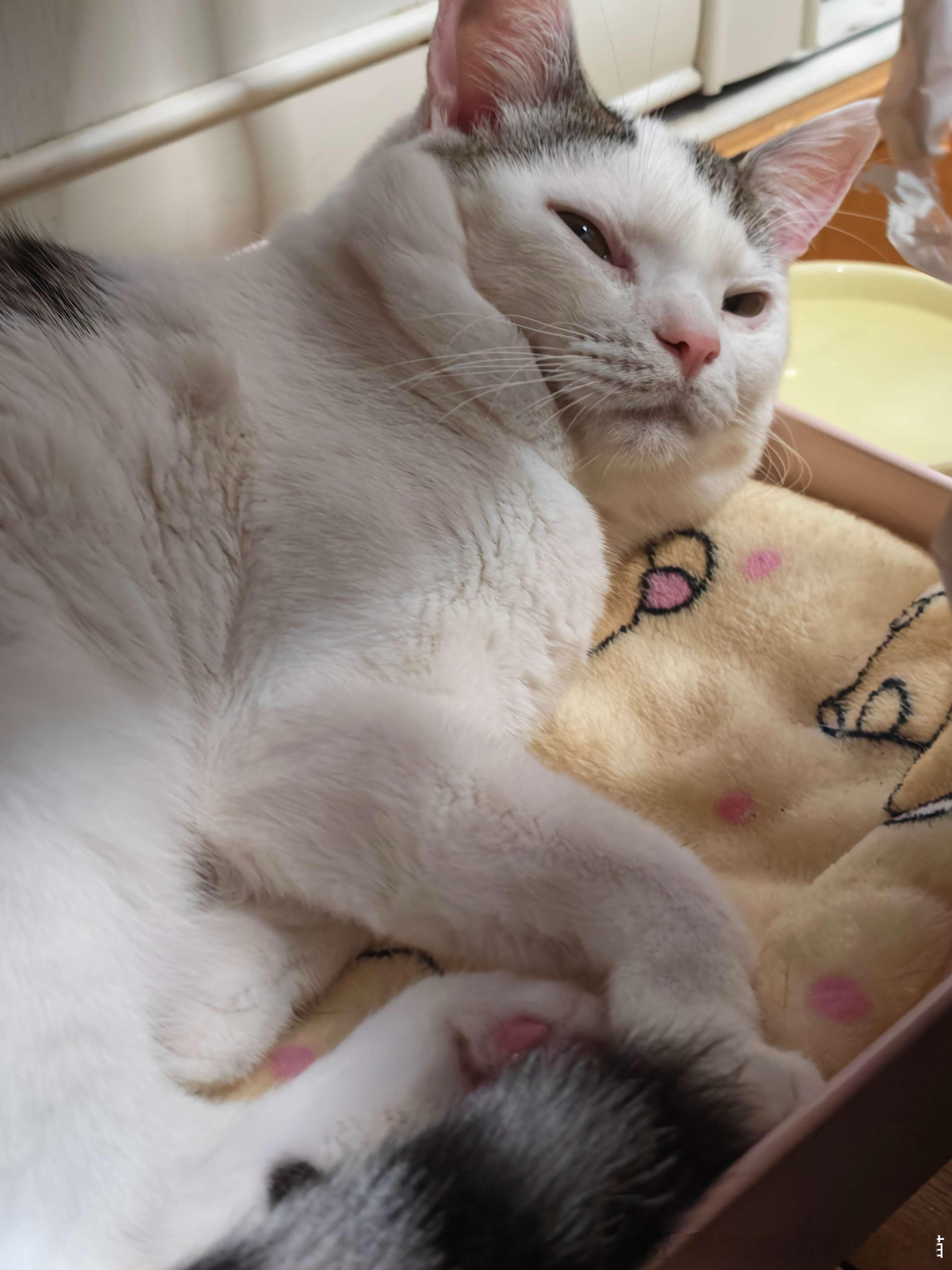 50250【丑猫】别问🤫 