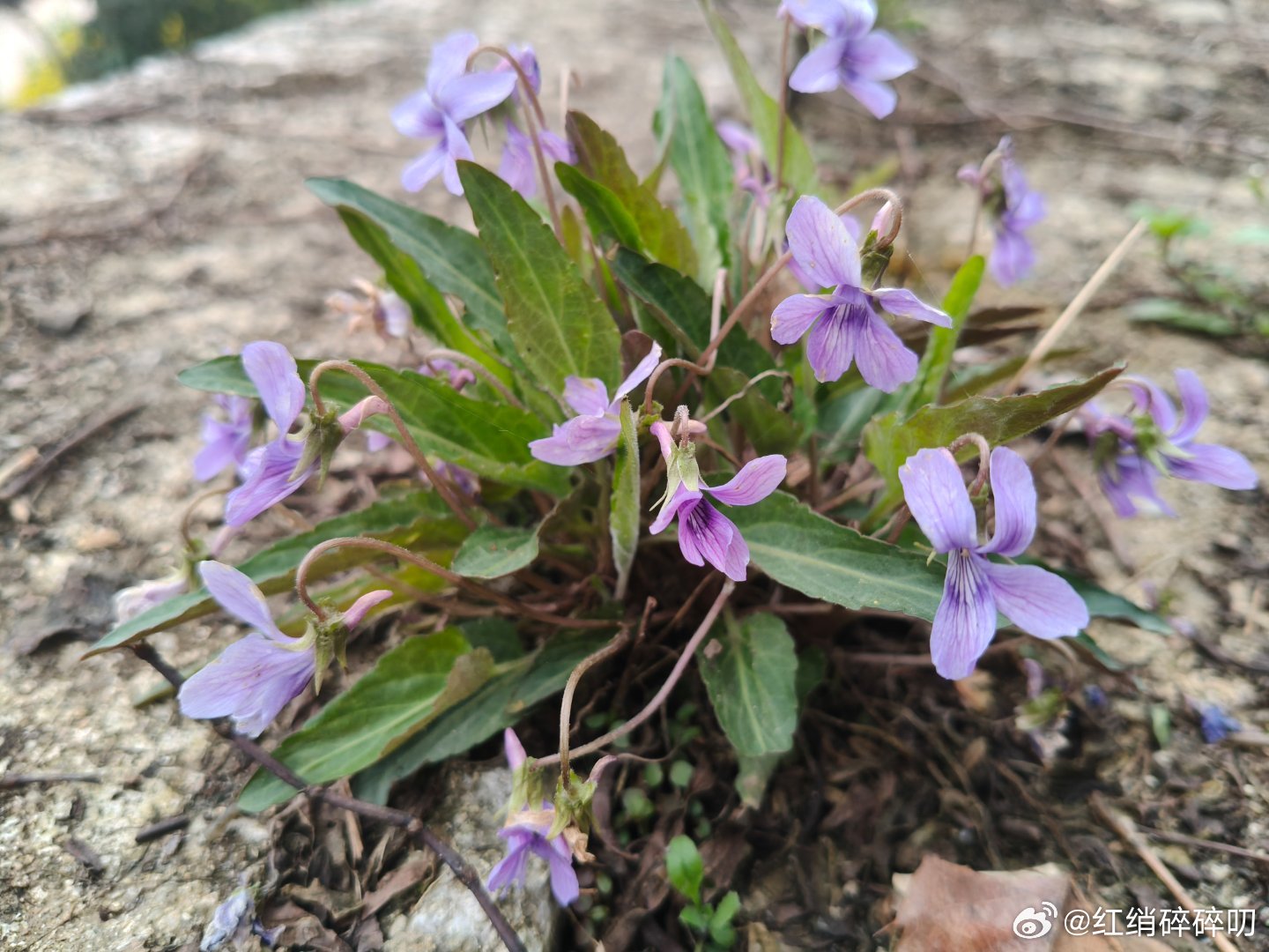 这个花花就是太小了，但是当真好看啊，这个花的紫和叶的绿，搭配的非常清新脱俗