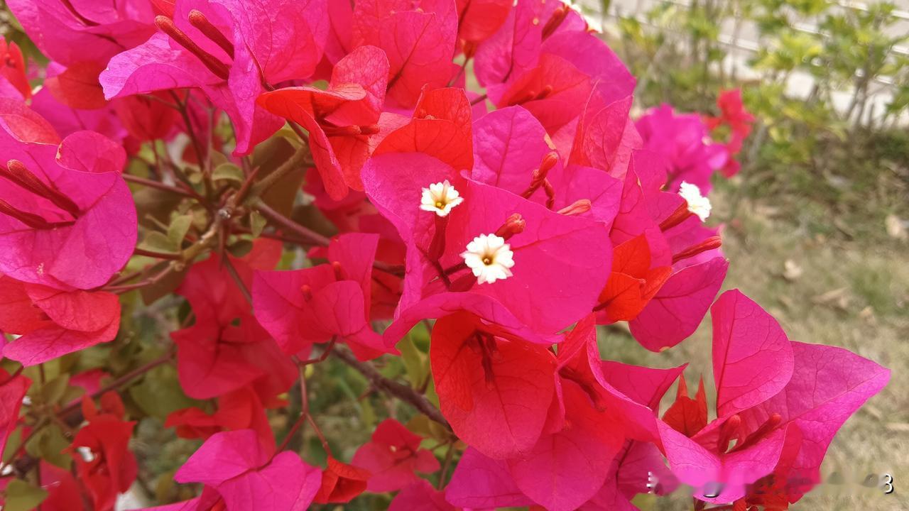 乡镇卫生院副主任医师都没有，哪里来的主任医师？——我在评论区不止看到一条这样的说