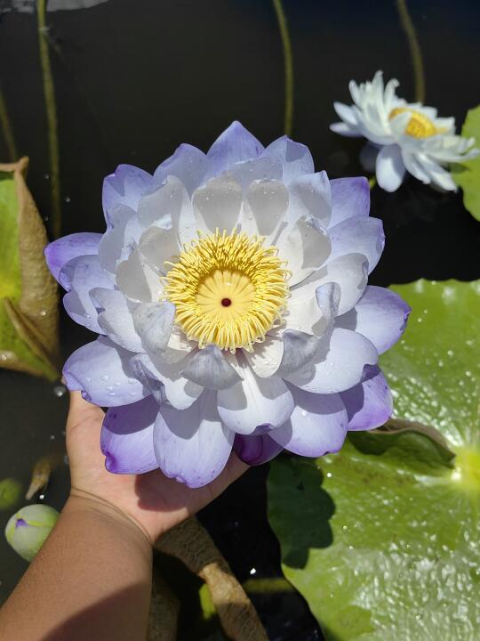 澳洲睡莲