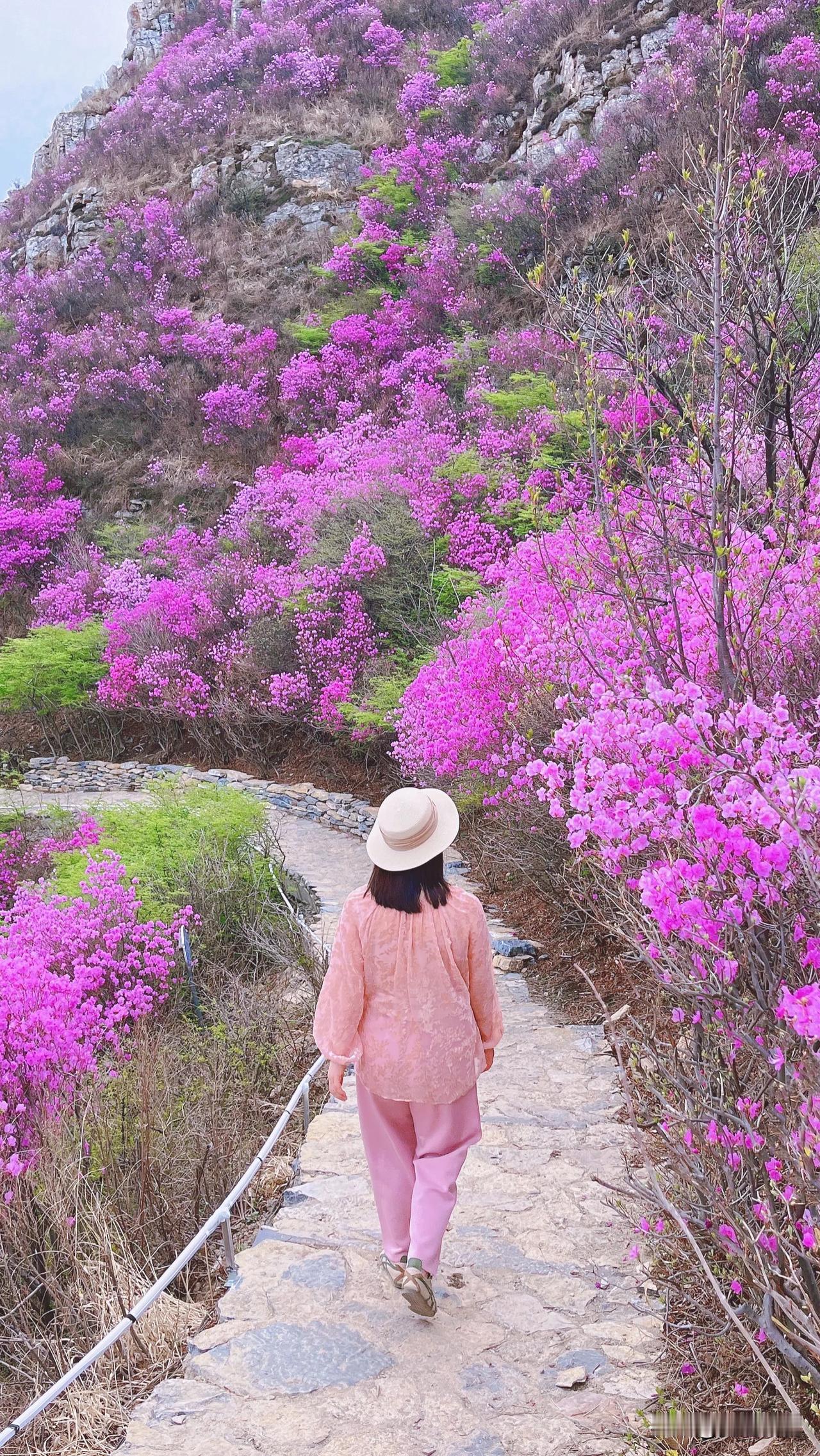 开始期待大连的春天了，大连的花在春天太美了，紫藤长廊，杜鹃花海，芝樱花海，百年樱