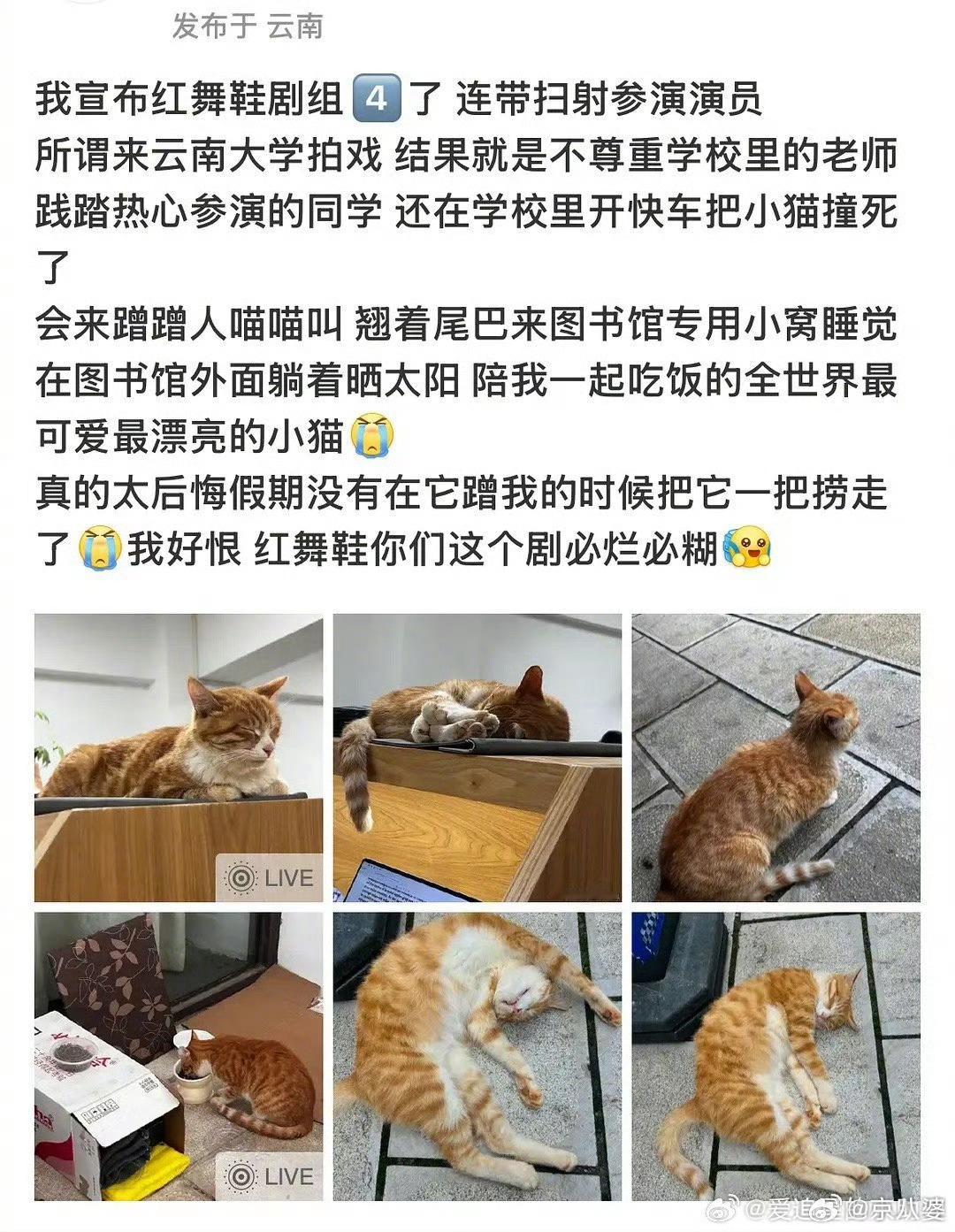 整个世界就是一个巨大的草台班子...曝红舞鞋剧组开快车撞死猫红舞鞋致歉声明 ​​