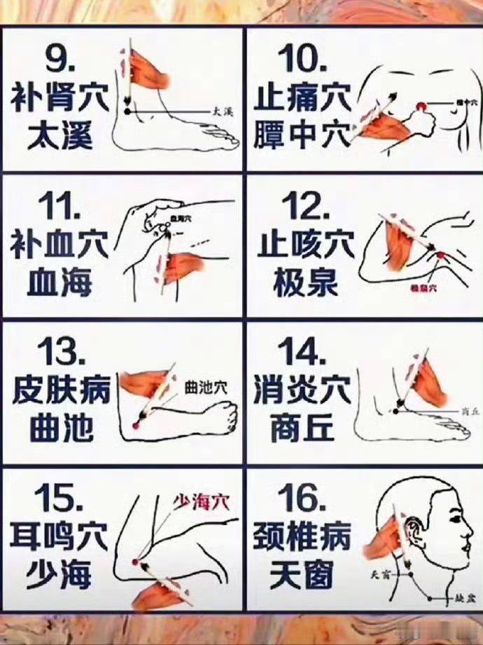 中医所说的人体常用穴位，收藏了！ ​学习中医必不可少的知识.帕梅拉看中医被说多梦