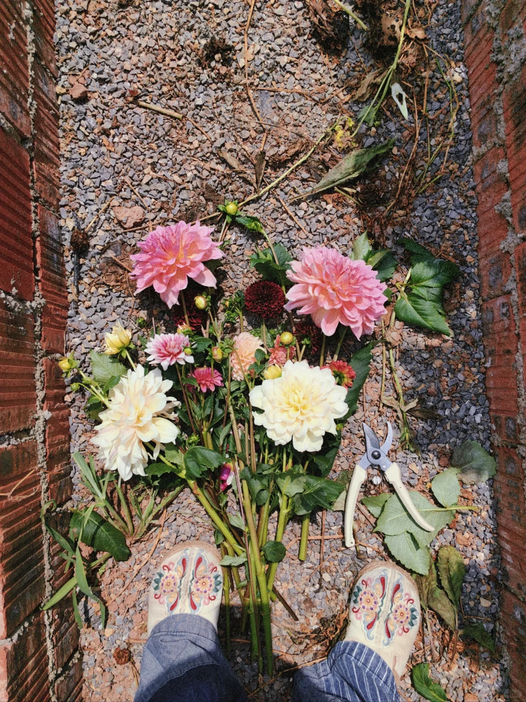 重庆的鲜花农场｜早安花园