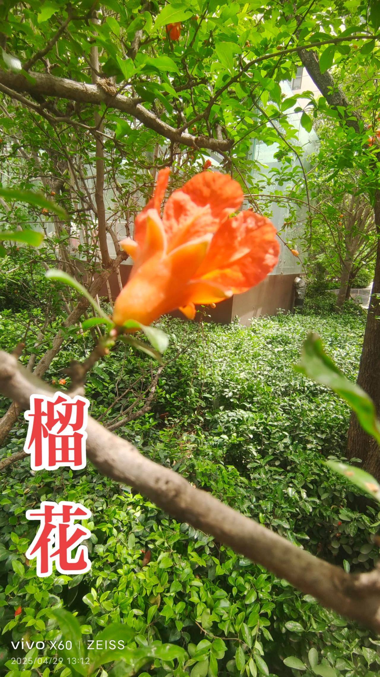 石榴花 人间四月天