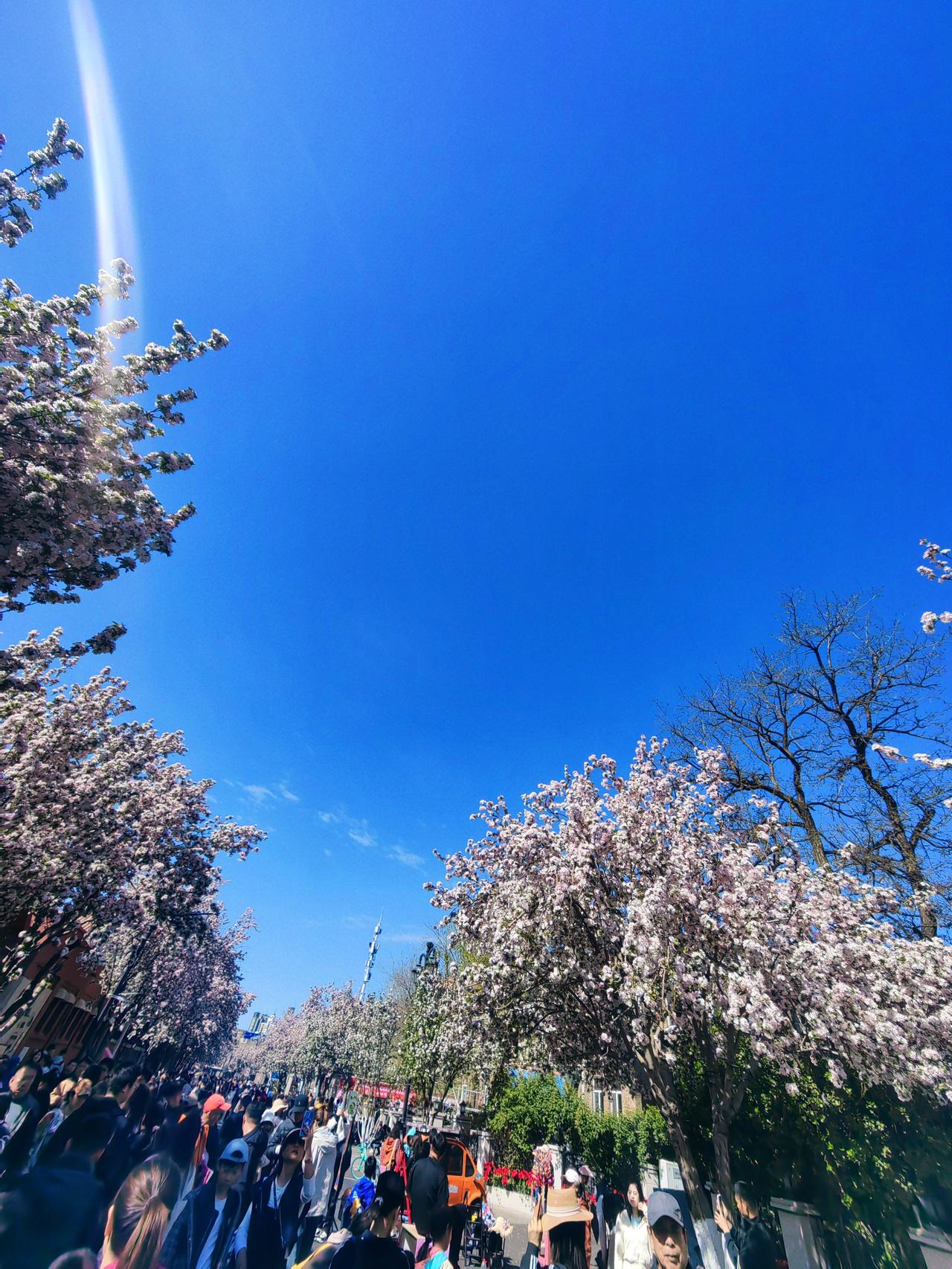 天津海棠花节的人流，我和妻子也出来凑凑热闹。