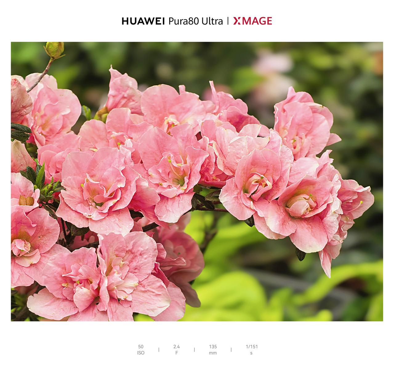 华为Pura80 Ultra手机里的春色：杜鹃花
华为Pura80 Ultra镜