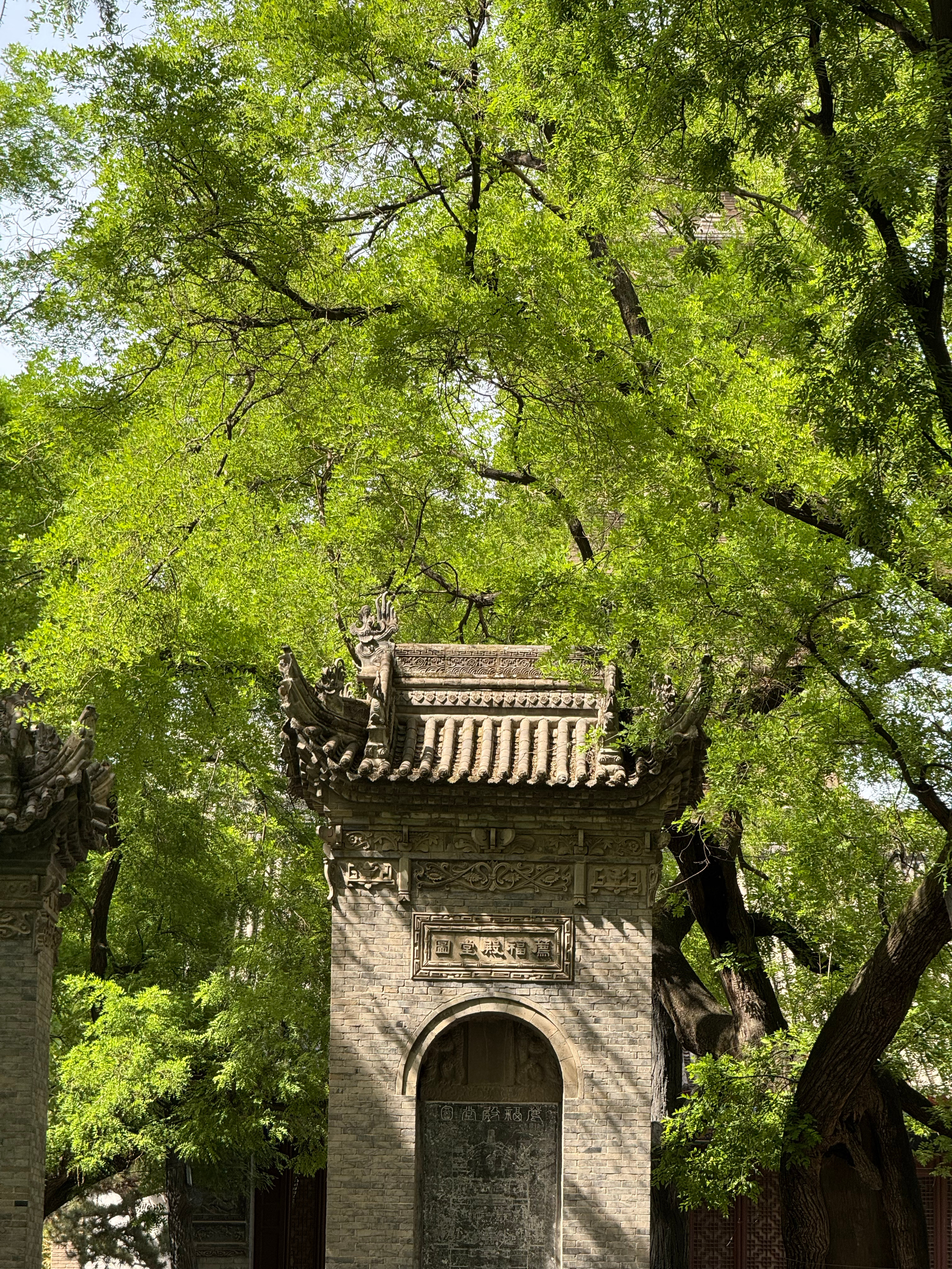 喜欢小雁塔的生命力[微风]🌱🍃 ​​​
