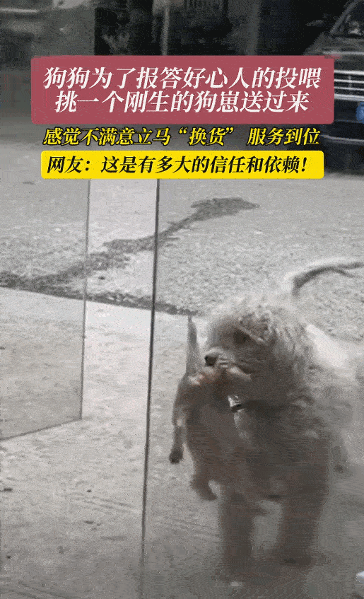 万物皆有灵性！江苏，一女子经常投喂一只流浪狗，狗狗为了报答好心人的投喂，隔天叼来