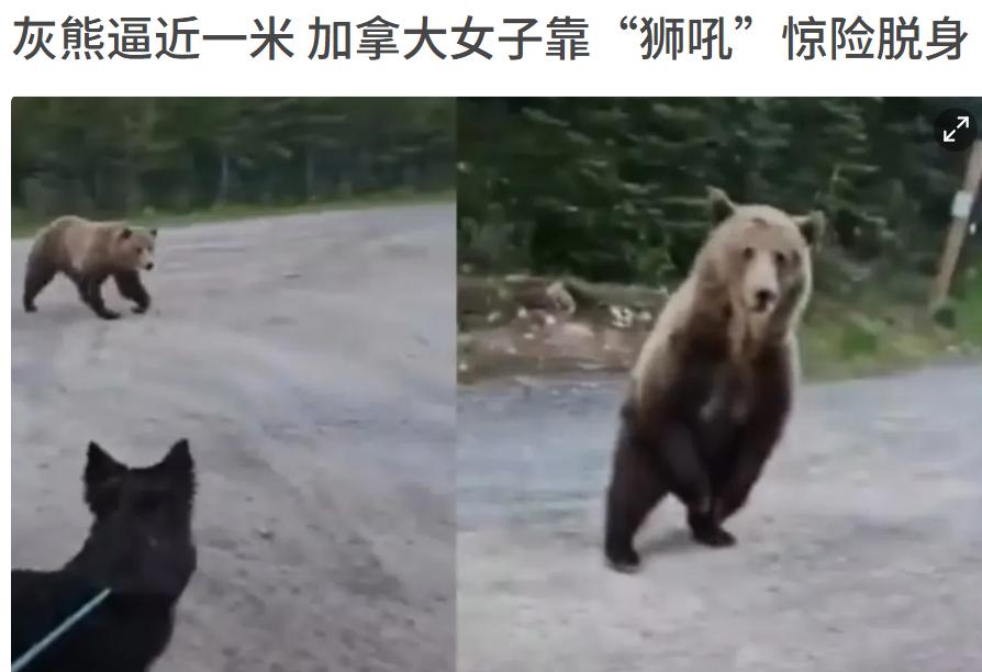 遇见灰熊不要跑，可以先吓吓它。国外一女子早晨遛弯，遇到一只大灰熊逼近，她一边用低