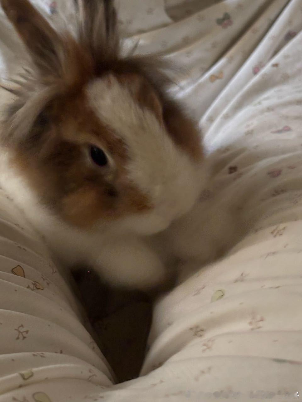 13732🐇【邪恶大面包】一直在袭击我的被子。 