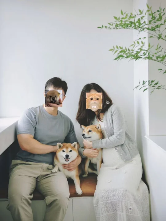 七岁的柴犬妹妹