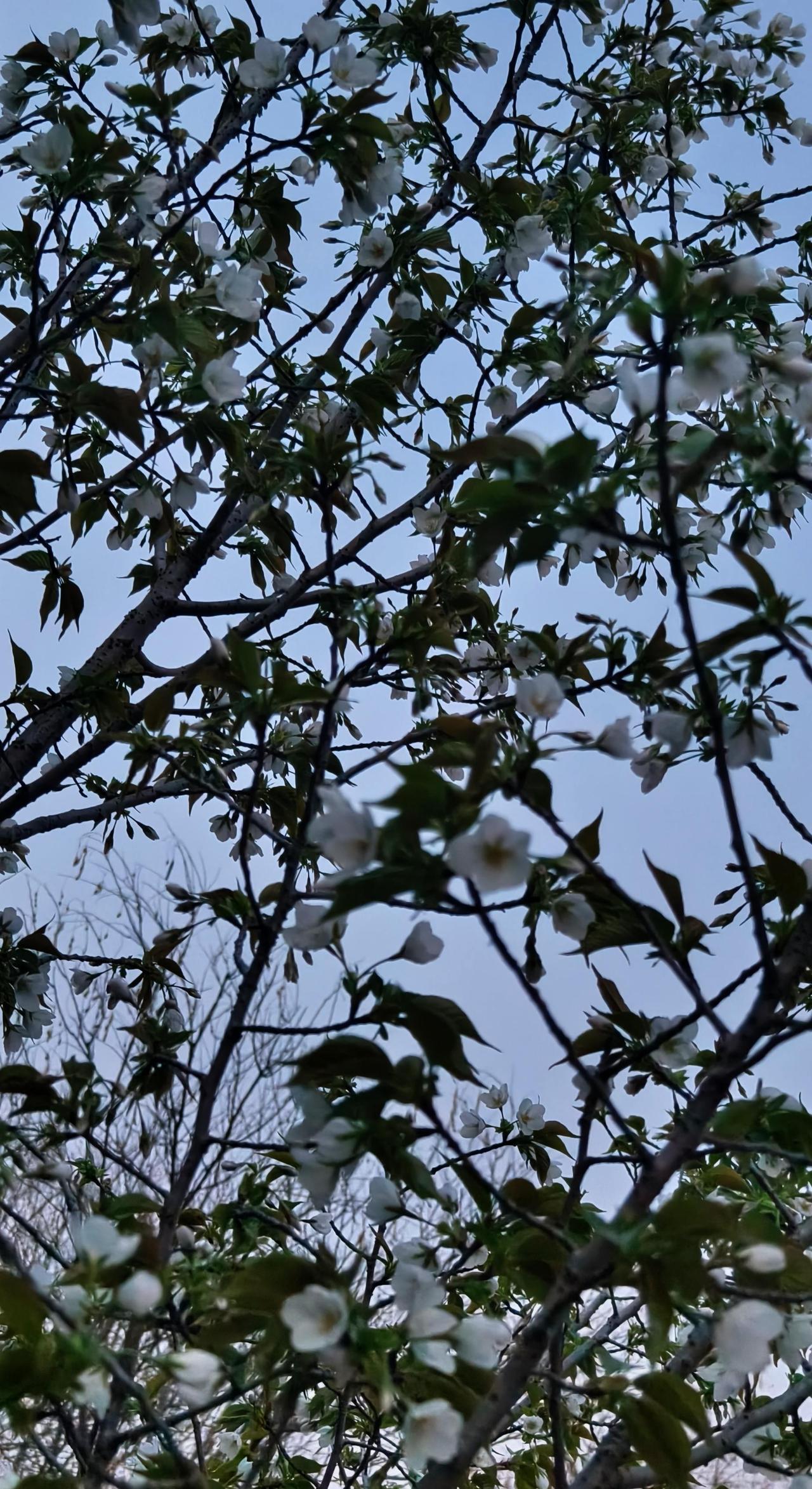 风景 黄花树景观 开满黄色花的树