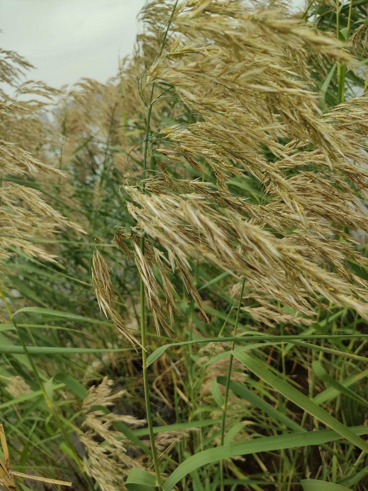 风吹荻花（散文诗）

眼前，荻花在秋风里摇摆、拂动。
不由得想起白乐天《琵琶行》