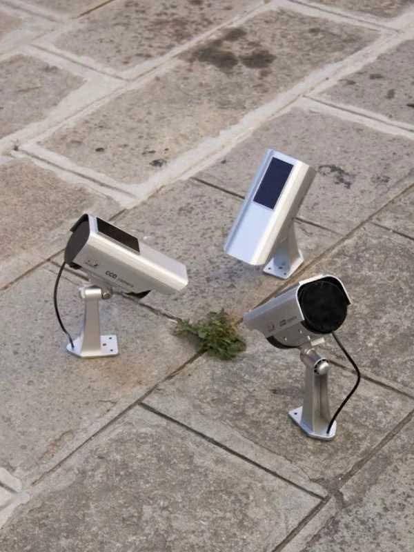 窒息之叶：一株草差点毁掉一座城市
 
日耳曼草拥有极强的繁殖和生长能力，能够在2