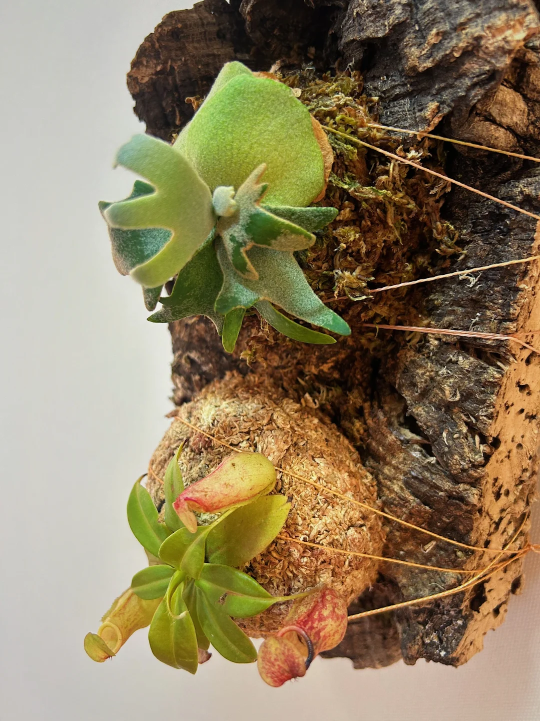是谁把板植玩出了花