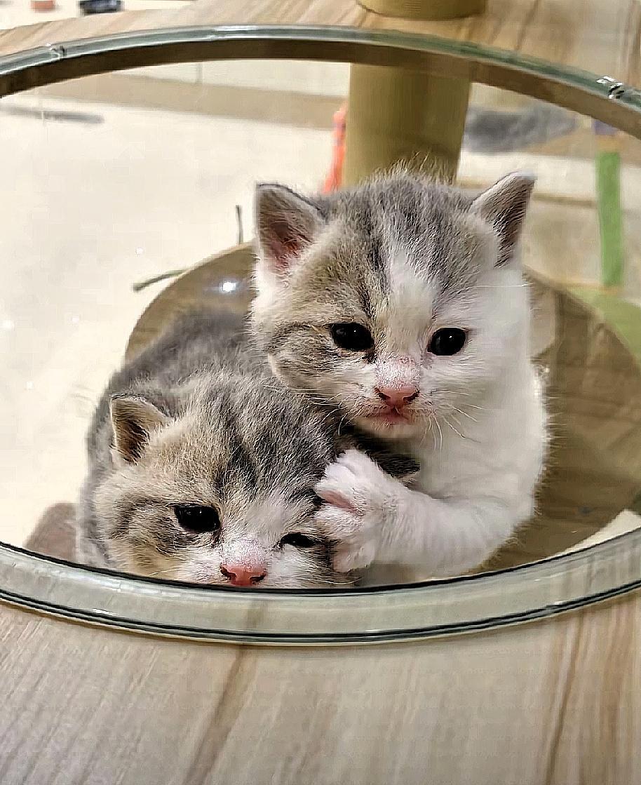 这么多年，我第一次答应老婆养宠物。她喜欢猫，那就养猫吧。
 
我以前没养过猫，总