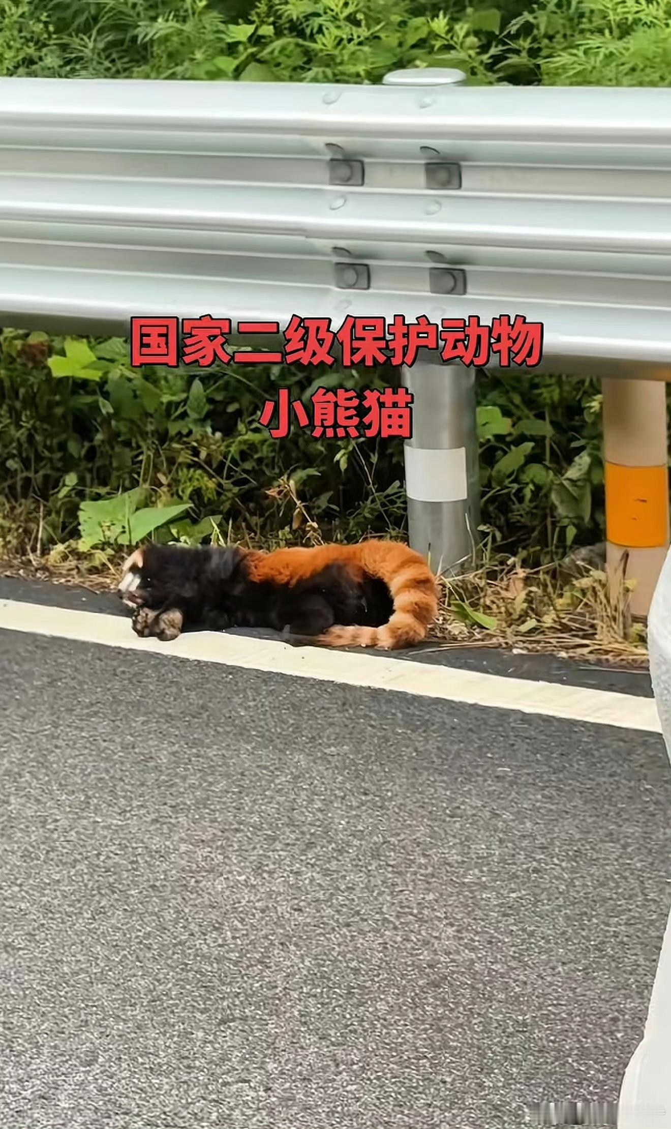 四川一小熊猫遇车祸口鼻流血去世山区道路是野生动物频繁出没的地方，它们对机动车没有